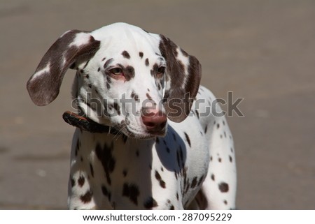 Dalmatian with brown spots in leather collar