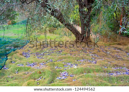 View of Olives harvest in Sicily countryside