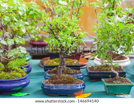 View of Bonsai trees in the street market