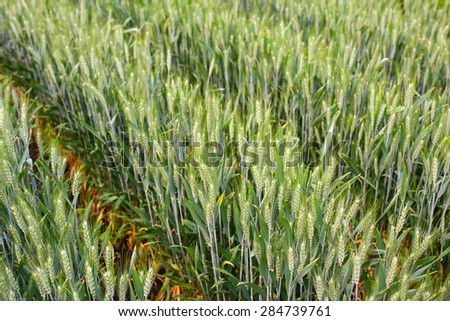 View of wheat plantation in the farm