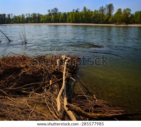 View of dead trees in the Ticino river, Italy
