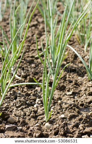 Onion plants in the ground