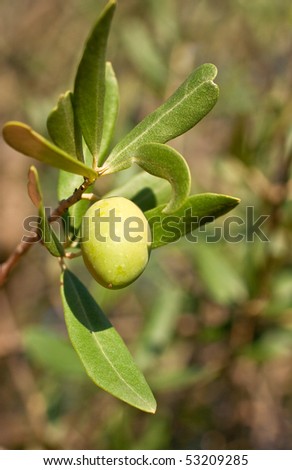 White olives on a trees