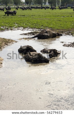 buffaloes in a muddy water