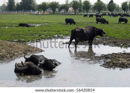 buffaloes in a muddy water