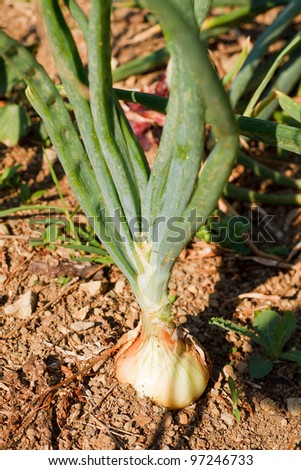 Photo of Onion plant in the ground