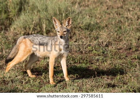 Alert jackal hunting in the Serengeti shrub lands