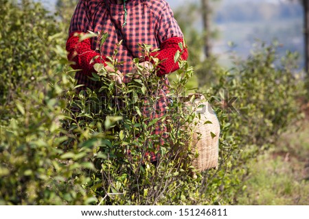 female workers are careful picking tea in the tea garden
