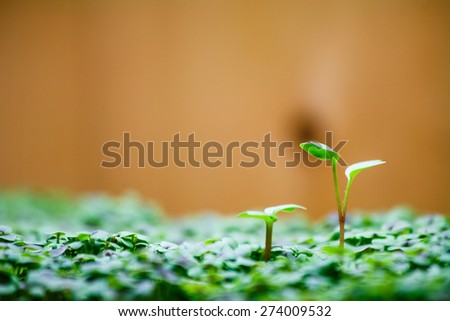 Close Up Macro Shot of Tiny Plants Growing Above Surface To Reach and Compete for the Light with Wood Background