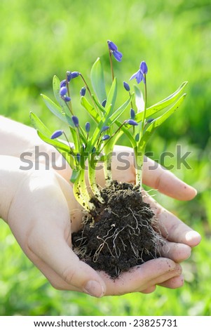 Nuturing Growth. Spring flowers in human hands