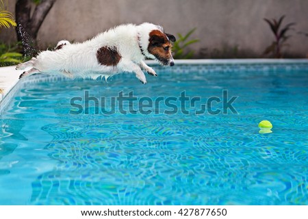 Playful jack russell terrier puppy in swimming pool has fun - dog jump and dive underwater to retrieve ball. Training and active games with family pets and popular dog breeds on summer holiday