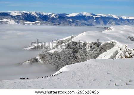 Winter landscape of snowy mountains with wild horses standing on a ridge on background of valley covered with clouds and snow covered woods with snowy peaks.