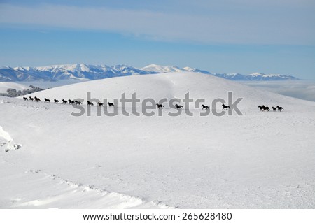 Winter landscape with running wild horses on the snowy hills and peaks background