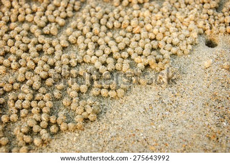 The little hardworking crab rolls balls from sand on a sea beach, India