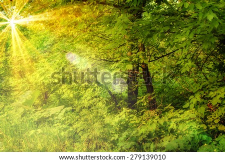 Dense forest and trees in magic light. Filtered image: colorful effect.