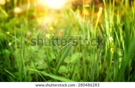 Abstract natural background in magic light. Fresh grass with insect on natural defocused light green background. Filtered image: colorful effect.