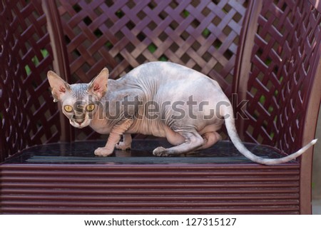 Angry cat Sphynx cat outdoor
