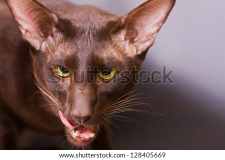 Oriental dark brown cat lick