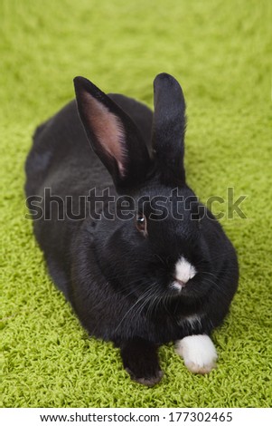 black rabbit with white paw on fake grass