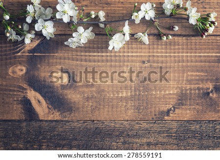 Cherry blossom on wooden background. Single branch. Free space for design.