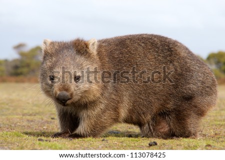 Close up of wombat in Narawntapu national park, Australia