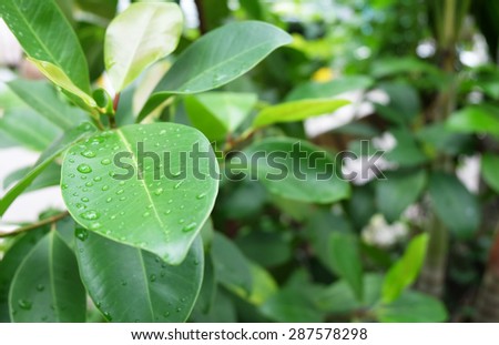 Water droplets on leaves / After rain