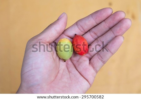 Green seed and red seed tree  in hand