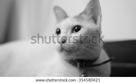 Portrait Cat.Black&White toned.
