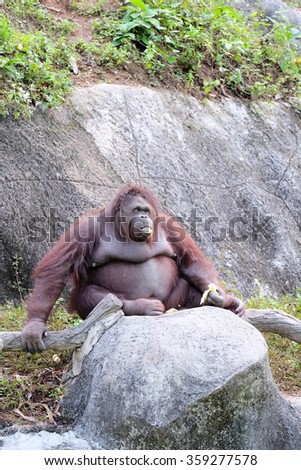 Fat Bornean orangutan sitting on rock and eat banana.