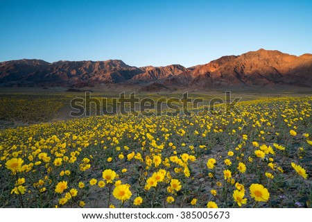 Wildflower super bloom in spring, Death Valley National Park, California