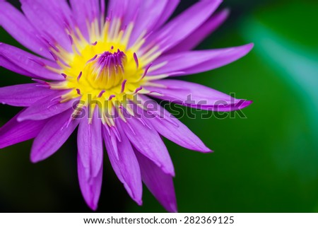 Macro beautiful yellow and pink lotus closeup with blur background and dark border with left-top object