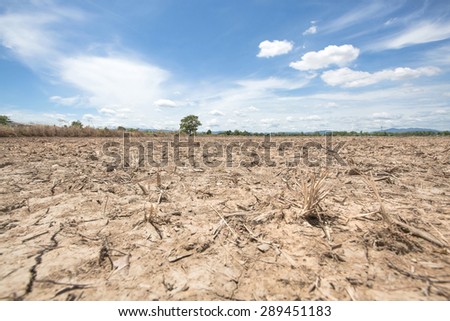 The tree in dry rice field after harvest with blue sky background at lampoon thailand in noon sun light
