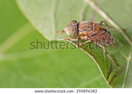 A macro shot of fly insect on leave background