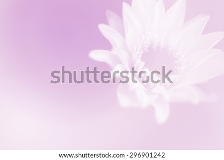 Vintage valentine flower pink love white lotus filtered blur background
