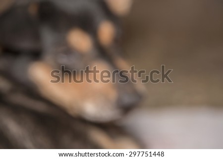 De-focus picture of close up half face of sadness black dog while injury with blurred animal skin background