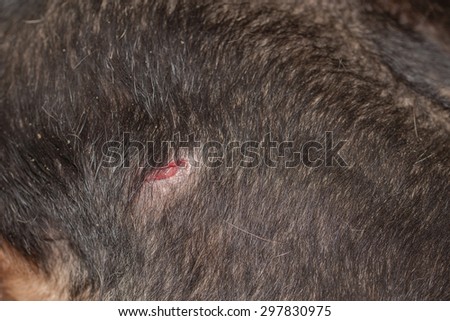 Dog bite puncture wound on black dog hip macro shot with blur background
