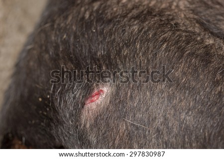 Dog bite puncture wound on black dog leg macro shot blurred background for dog injury concept