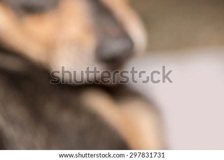 Macro black dog half face while injury with blurred animal skin background