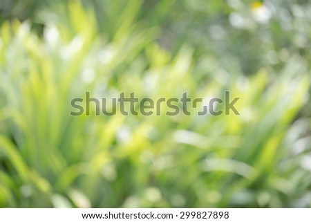 Blurred nature tree leaf abstract background sunny highlight for agriculture beautiful concept