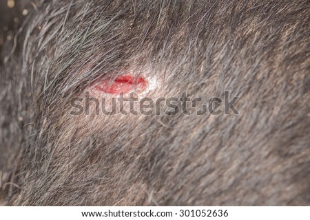 Dog bite puncture wound on black dog leg macro shot blurred background for dog injury concept