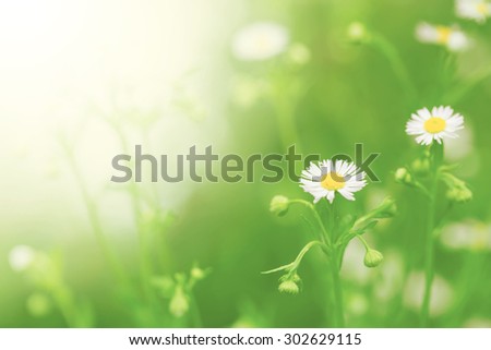 Little white daisy flower and grass for nature agriculture soft focus vintage nature color post card concept
