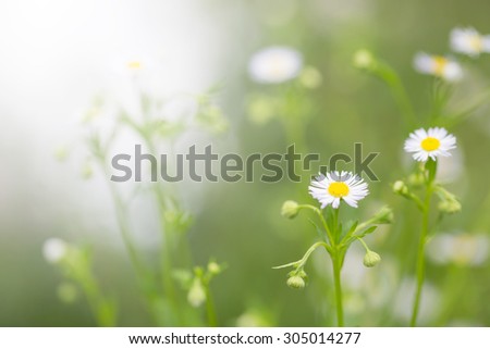 Little white daisy flower and grass for nature agriculture abstract background
