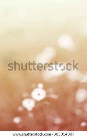 Blurred white daisy flower and grass vintage gradient sad valentine background