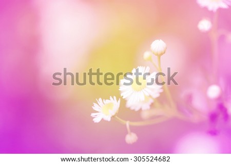 Little white daisy flower and grass sweet bright gradient for sweet love valentine day concept
