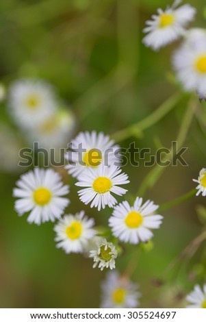Little white daisy flower and grass for nature agriculture abstract background