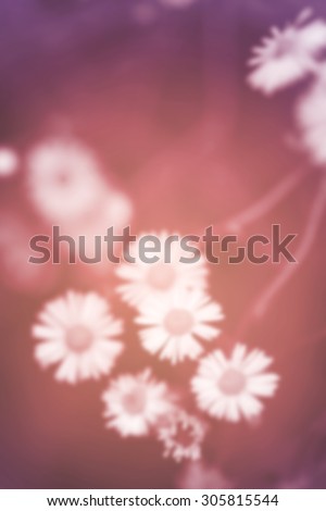 Little white daisy flower blurry sadness vintage gradient for sad love concept