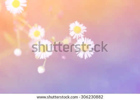 Little white daisy flower and grass blurry vintage gradient nature background