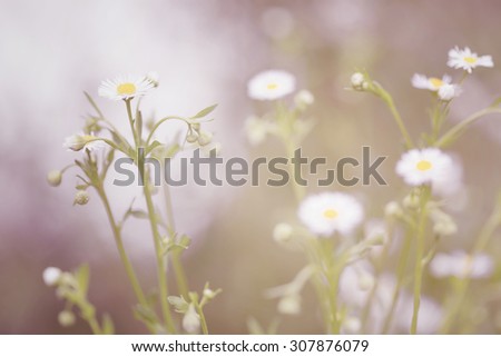 Little white daisy flower and grass for nature vintage sadness abstract background
