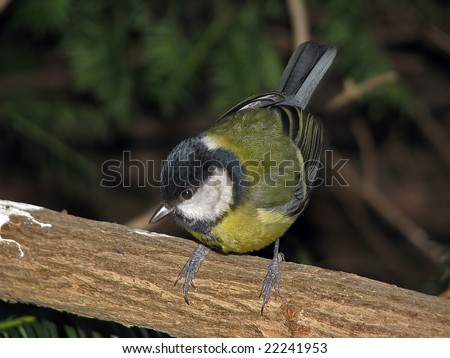 My name is Tit, Great Tit!