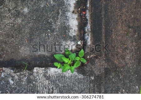 Old concrete textured foliage background.